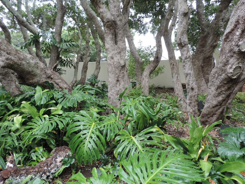 הרמנוס Milkwood Lodge מראה חיצוני תמונה